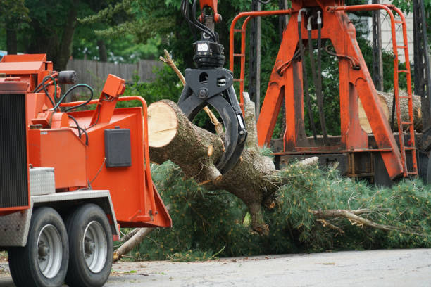 Garden City Park, NY Tree Service Company